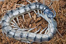 Scolopendra sp.jpg