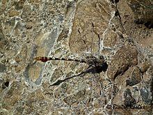 Sinai Hooktail (Paragomphus sinaiticus).jpg