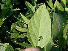 Soja Mancha Ojo de Rana MOR.jpg