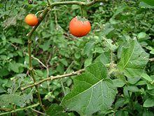 Solanum capsicoides.jpg