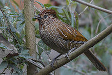 Striated Laughingthrush Chaffi, Nainital, Uttarakhand, India 05.02.2015.jpg