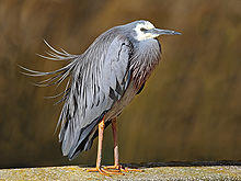 White-faced-Heron444.jpg