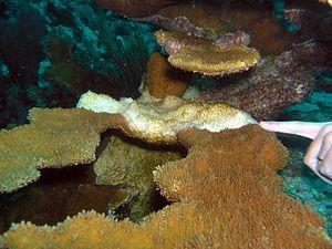 Whitebanddiseasecoral.jpg