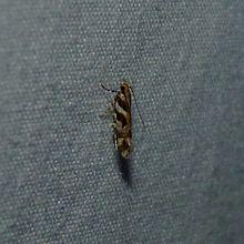 Aristotelia roseosuffusella.jpg