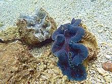 Bénitiers (Tridacnidae).jpg