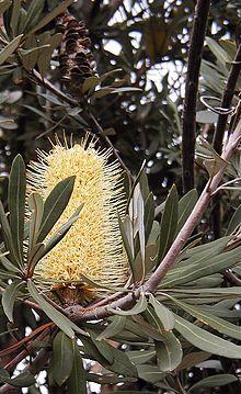 B integrifolia integrifolia1.jpg