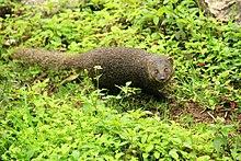 Brown mongoose.jpg