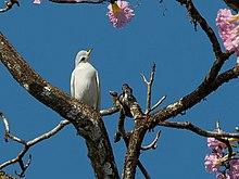 Carpodectes antoniae - Yellow-billed Cotinga; Puerto Jiménez, Puntarenas, Costa Rica (cropped).jpg