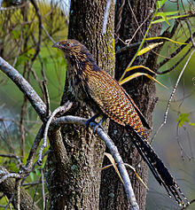 Centropus phasianinus -Queensland, Australia-8.jpg