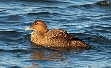 Common eider female at Jones Beach (04713).jpg