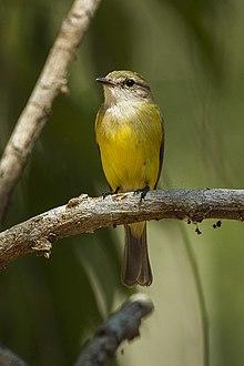 Lemon-bellied Flycatcher - Fogg Dam - Darwin S4E4152 (22319743512).jpg