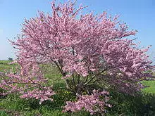 PikiWiki Israel 3421 Geography of Israel.jpg