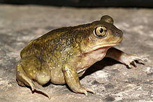 Scaphiopus hurterii.jpg