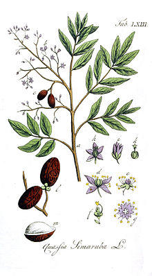 Simarouba amara Ypey63.jpg