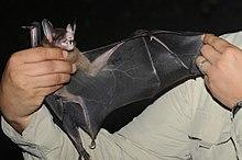 Spectral bat photo.jpg