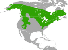 Tamiasciurus hudsonicus range map.png