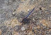 Orthetrum taeniolatum male.jpg