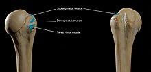 Attachments of Greater Tubercle