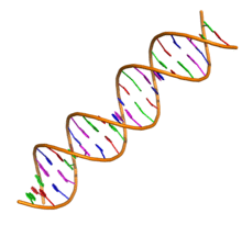 DNA double helix