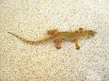 Hemidactylus mabouia (Dominica).jpg
