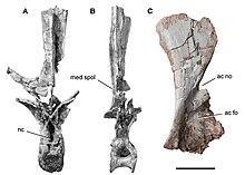 Holotype material of Rebbachisaurus garasbae.jpg