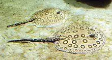Pfauenaugen-Stechrochen - Ocellate river stingray - Potamotrygon motoro.jpg
