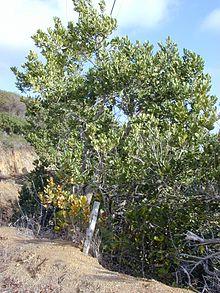 Starr 010327-0549 Noronhia emarginata.jpg
