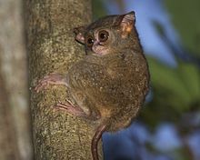Tarsius sp. 1.jpg