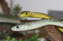 Viridis DSC02996.jpg