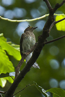 Yellow-wattled Bulbul - Philippines H8O8980 (16431894223).jpg