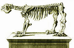 MegatheriumSqueletteCuvier1812.jpg