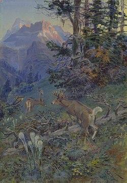 Deer in Forest (White Tailed Deer).jpg