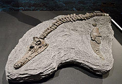 Edgarosaurus (1).jpg