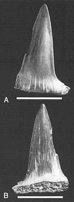 Sphenodus sp. - Tendaguru Formation, Tanzania.jpg