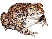 Anaxyrus canorus 2.jpg