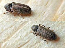 Anobium punctatum01.jpg