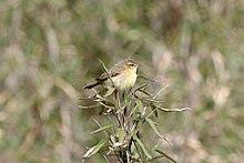 Buff-throated Warbler (Phylloscopus subaffinis) (8077157114).jpg