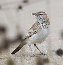 Certhilauda erythrochlamys (cropped).jpg