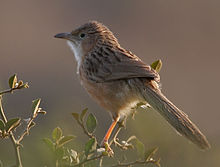 Common Babbler (Turdoides caudatus) in Hodal, Haryana W IMG 6317.jpg