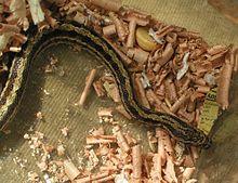 Elaphe bimaculata.jpg