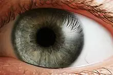 "a human eye"
