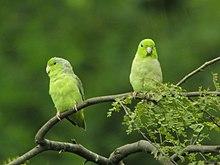 Forpus coelestis -two in Ecuador-8.jpg