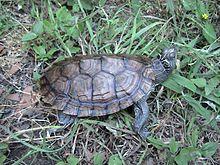 Graptemys pseudogeographica.jpg