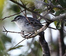 Herpsilochmus sellowi - Caatinga antwren (male).JPG