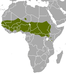 Patas Monkey area.png