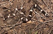 Saddled Leaf-nosed Snake (Phyllorhynchus browni fortitus).jpg