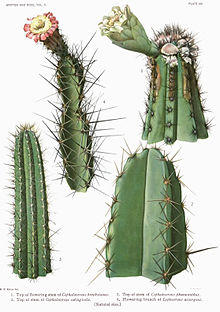 The Cactaceae Vol II, plate VIII filtered filtered.jpg
