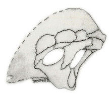 Tylocephale skull.jpg