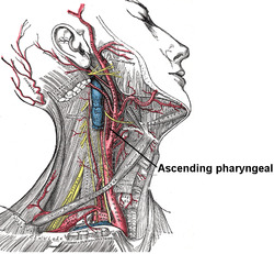 Ascending pharyngeal.PNG