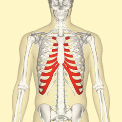 Costal cartilages frontal.png